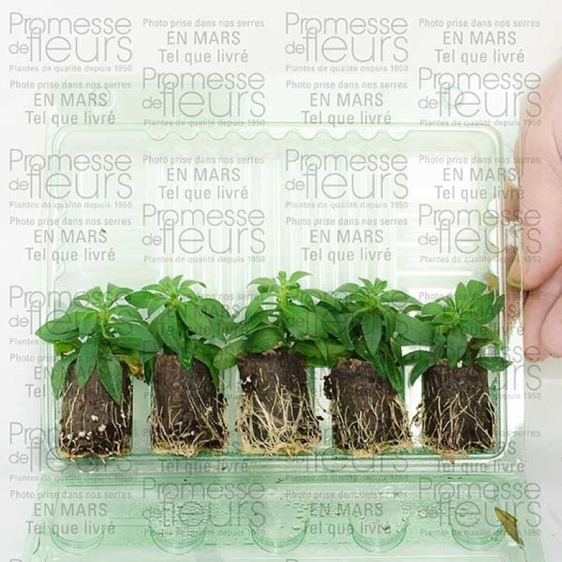 Esempio di esemplare Calibrachoa Million Bells Cracking fire - Petunia nana mini zolla... come consegnato