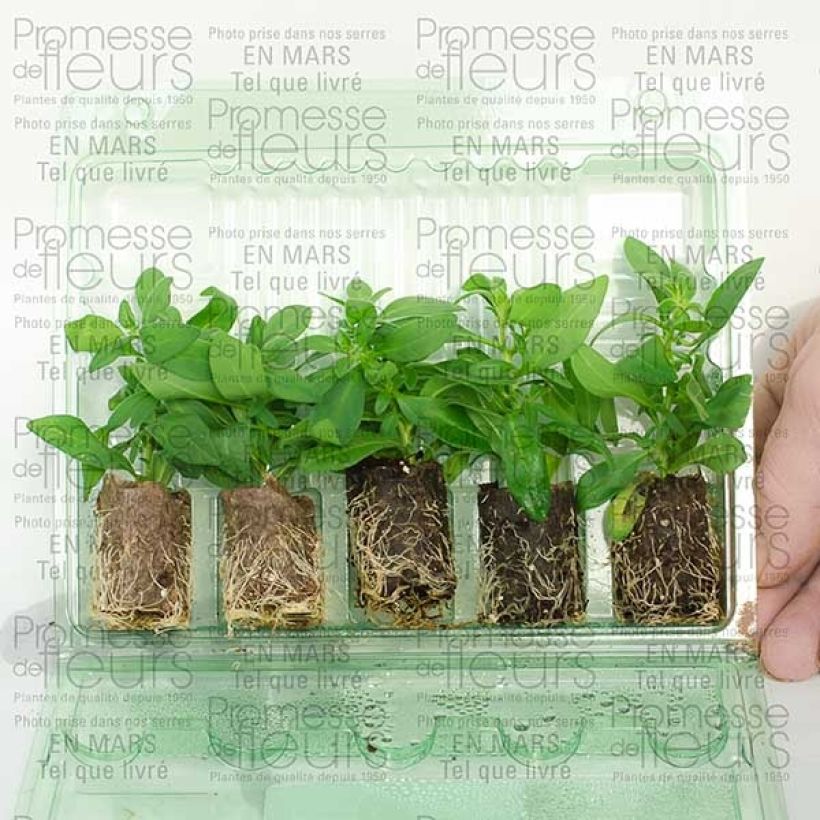 Esempio di esemplare Calibrachoa Million Bells Lemon - Petunia nana mini zolla... come consegnato