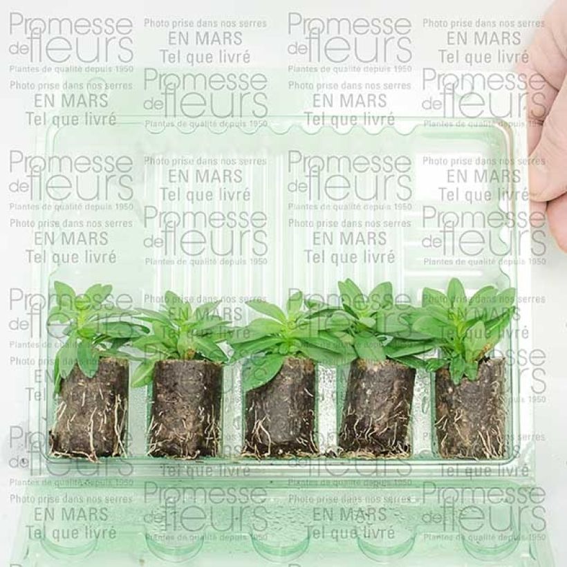 Esempio di esemplare Calibrachoa Million Bells Trailing Fuchsia - Petunia nana mini zolla... come consegnato