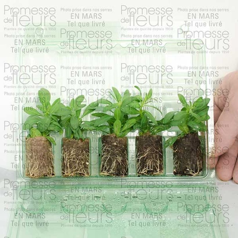 Esempio di esemplare Calibrachoa Million Bells Trailing Ice - Petunia nana mini zolla... come consegnato