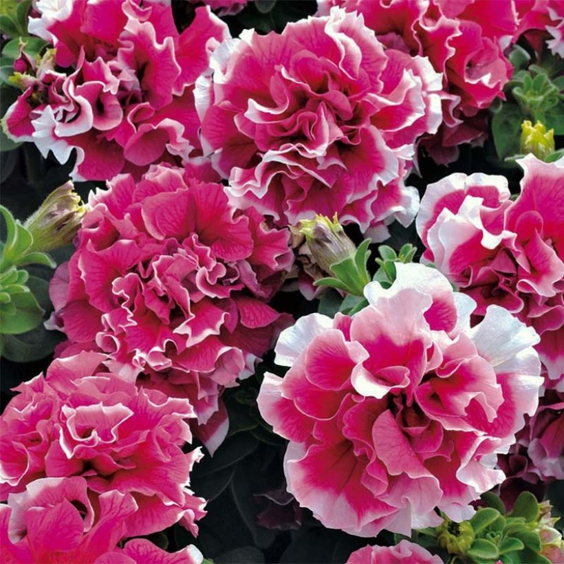 Petunia Pirouette rose (Flowering)