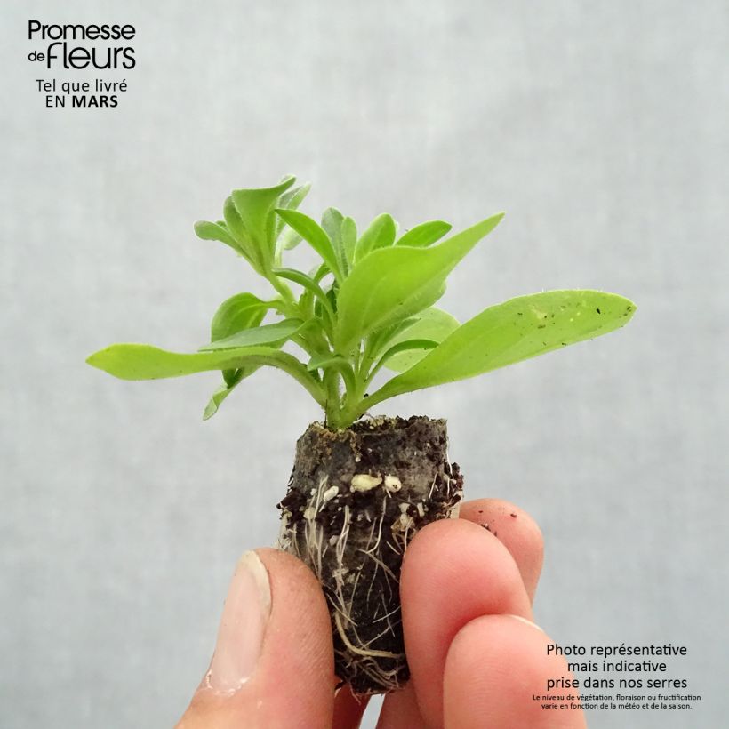 Example of Petunia Splash Dance Bolero Blue mini zolla... as you get in printemps