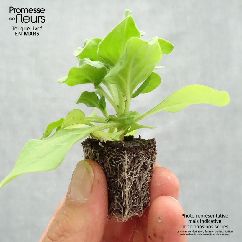 Petunia Splash Dance Fuchsia Flamenco mini zolla... esemplare consegnato in primavera