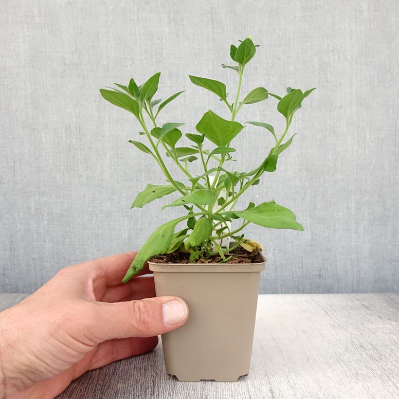 Petunia Supertunia Vista Bubblegum Vaso da Ø 10 cm/11 cm esemplare consegnato in primavera