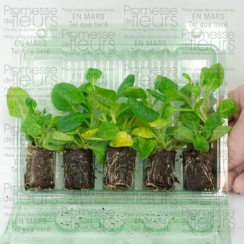 Example of Surfinia Conchita Doble Lavender mini zolla... as you get