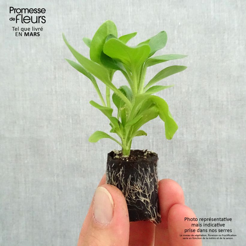 Petunia Surfinia Trailing Light Yellow mini zolla... esemplare consegnato in primavera