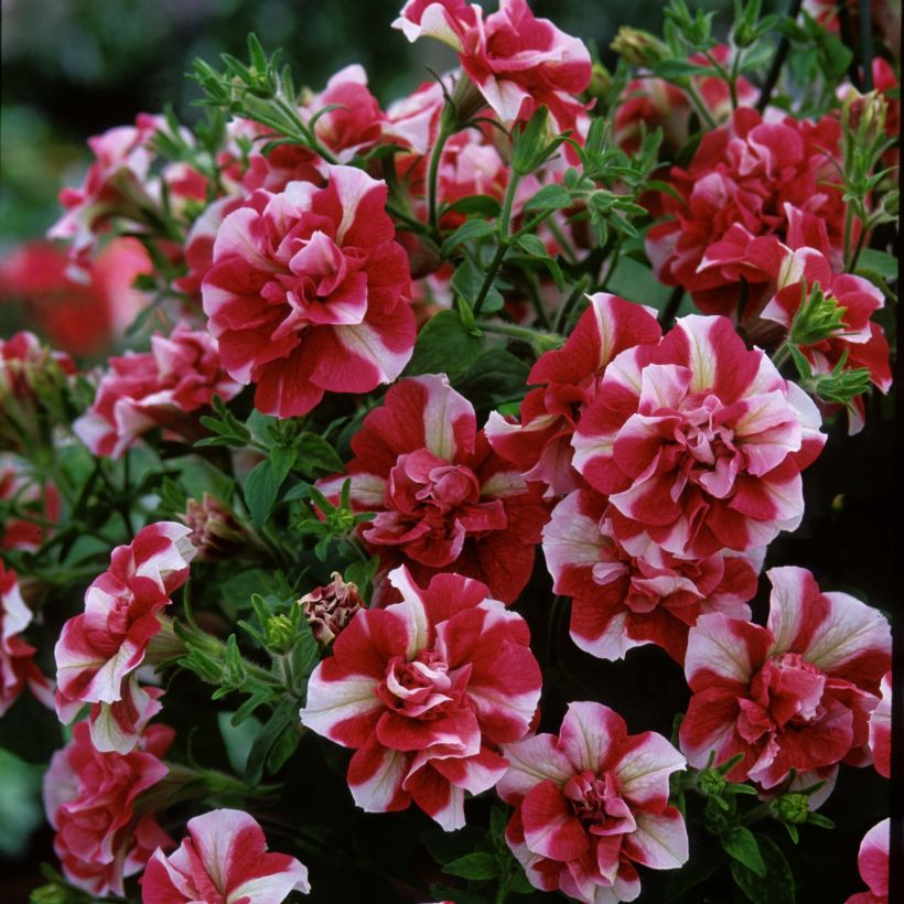 Petunia Tumbelina Cherry Ripple (Fioritura)