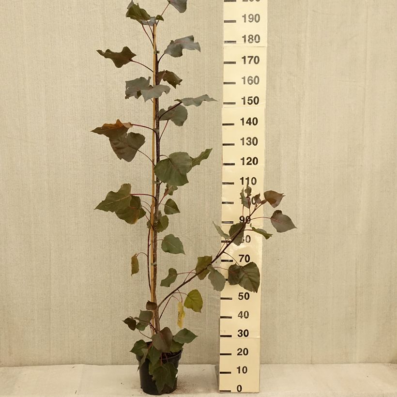 Esemplare di Populus deltoides Fuego Vaso da 7,5L/10L come consegnato in autunno