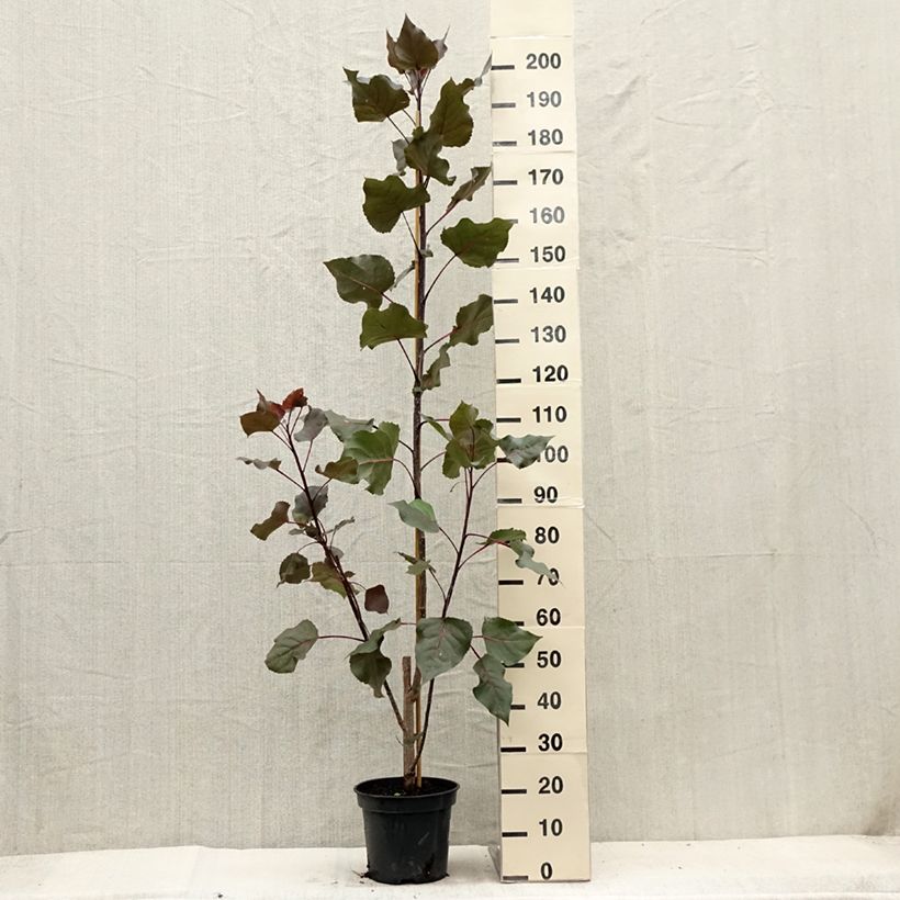 Esemplare di Populus deltoides Fuego Vaso da 7,5L/10L consegnato in estate