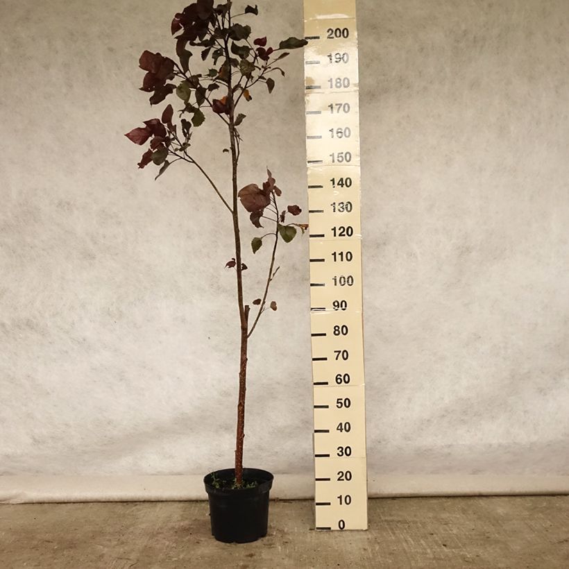 Esemplare di Populus deltoides Purple Tower Vaso da 4L/5L consegnato in estate