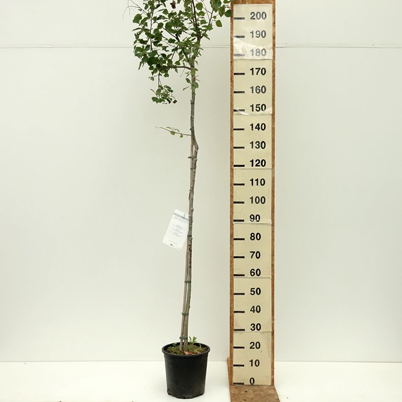 Esemplare di Populus tremula - Pioppo tremulo Vaso da 7,5L/10L consegnato in estate