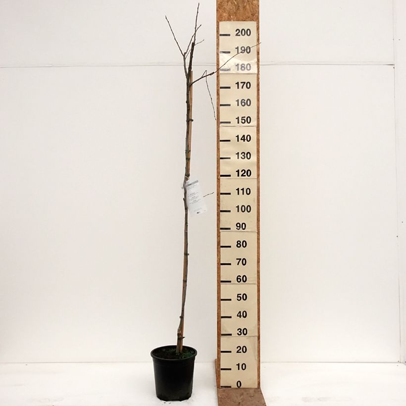 Populus tremula - Pioppo tremulo Vaso da 7,5L/10L esemplare consegnato in inverno