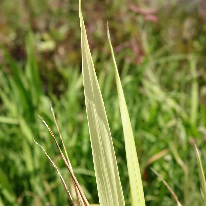 Phaenosperma globosa (Fogliame)