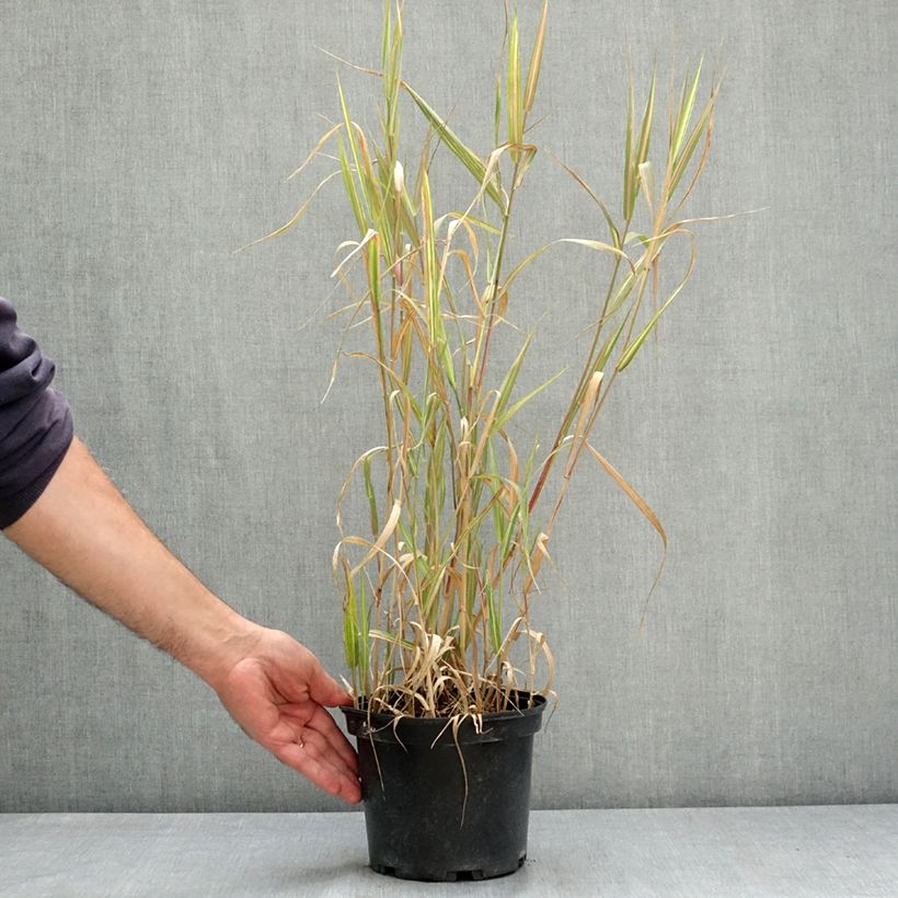Esemplare di Phalaris arundinacea Strawberry and Cream - Saggina spagnola Vaso da 2L/3L consegnato in estate