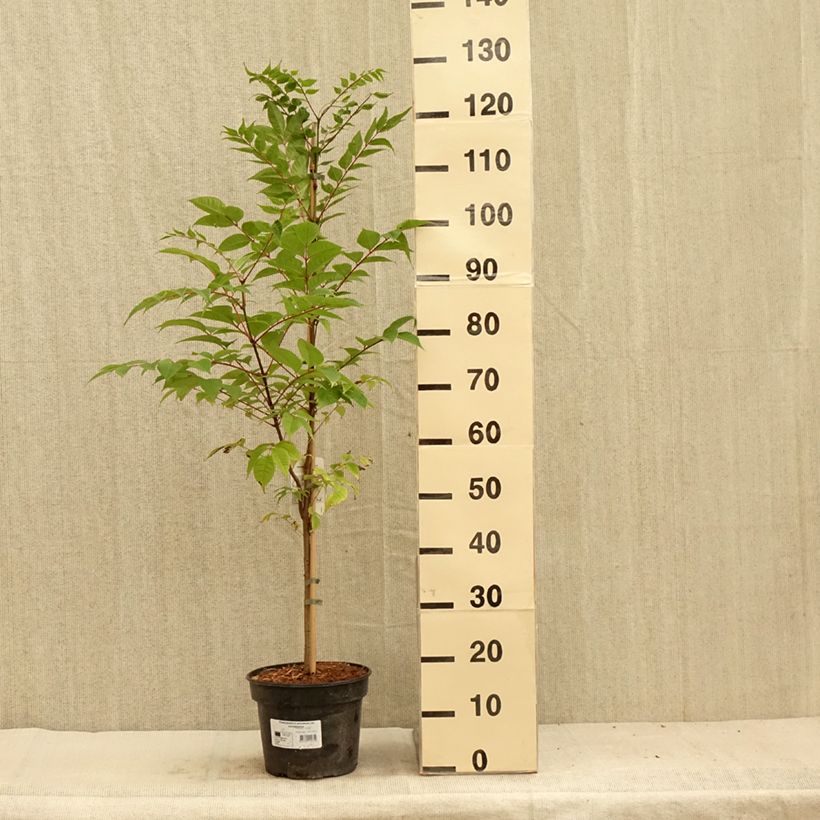 Esemplare di Phellodendron amurense - Sughero Amur Vaso da 4L/5L consegnato in estate