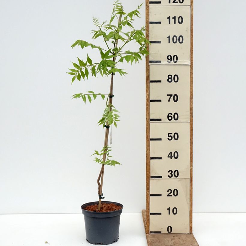 Phellodendron amurense - Sughero Amur Vaso da 4L/5L esemplare consegnato in primavera