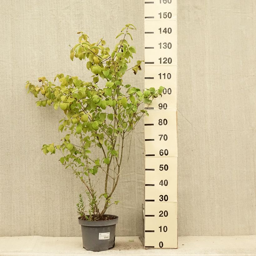 Esemplare di Philadelphus persica Bouquet Blanc - Filadelfo Vaso da 7,5L/10L consegnato in estate