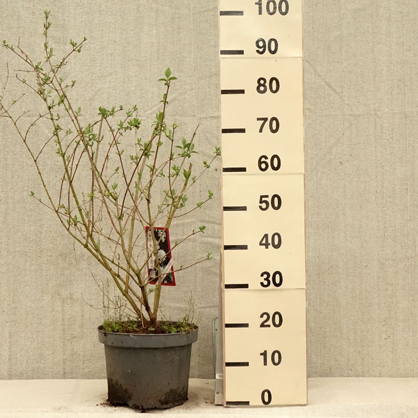 Philadelphus persica Bouquet Blanc - Filadelfo Vaso da 7,5L/10L esemplare consegnato in primavera