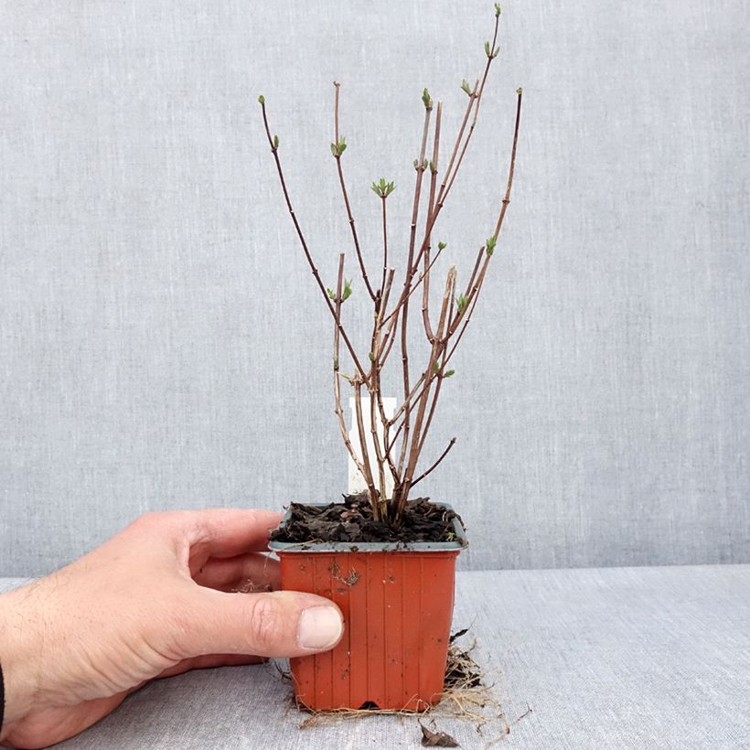 Philadelphus Dame Blanche - Filadelfo Vasetto da 8/9 cm esemplare consegnato in primavera