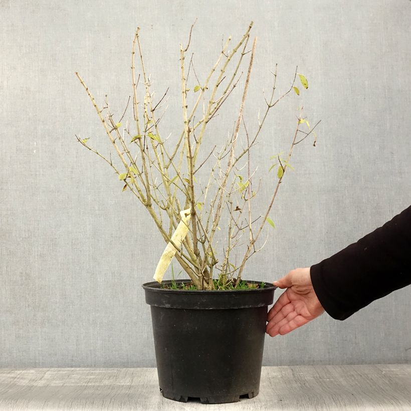 Esemplare di Seringat des Jardins - Philadelphus Innocence Pot de 7,5L/10L come consegnato in autunno