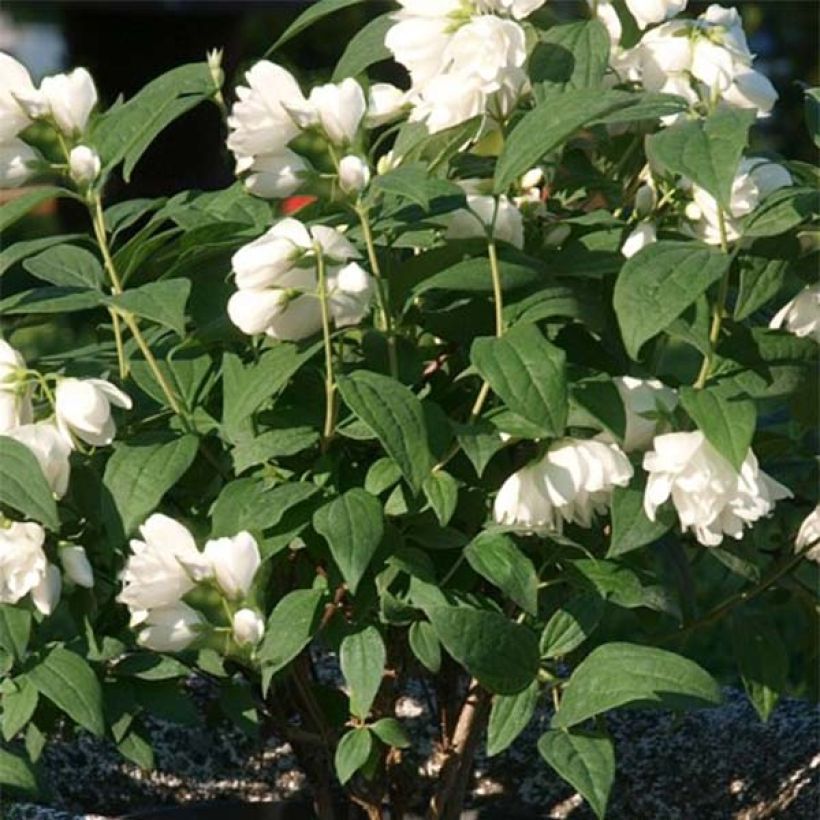 Philadelphus Little White Love - Filadelfo (Foliage)