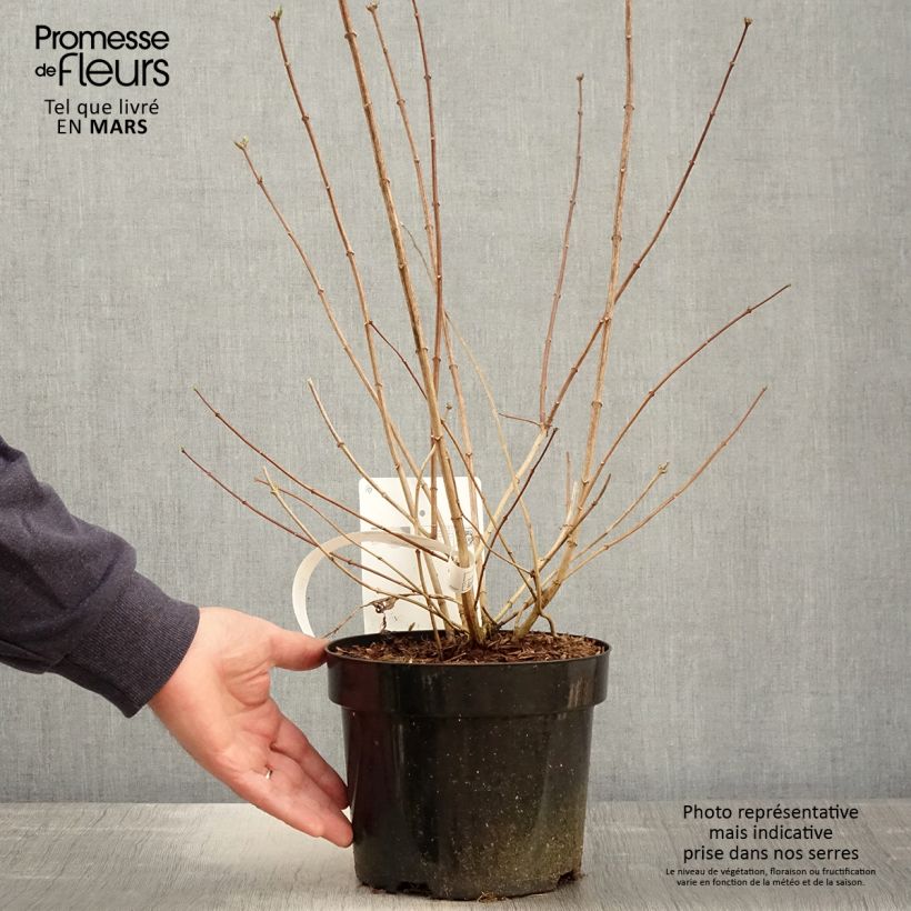 Example of Philadelphus virginalis Minnesota Snowflake - Filadelfo Vaso da 2L/3L as you get in printemps