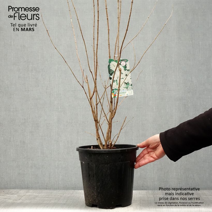 Example of Philadelphus virginalis Minnesota Snowflake - Filadelfo Vaso da 7,5L/10L as you get in printemps