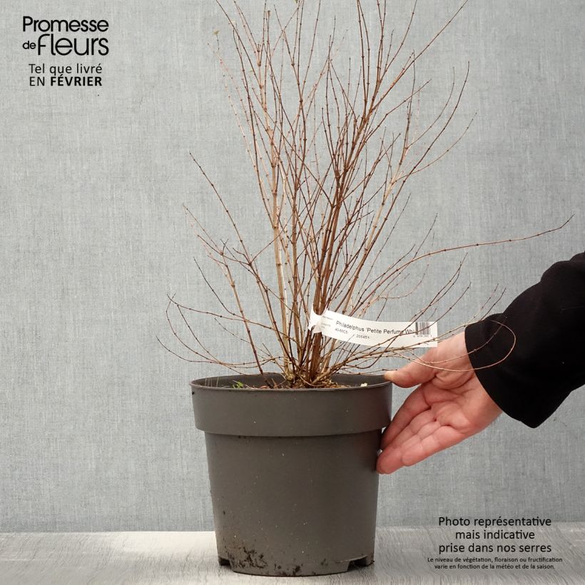 Philadelphus Petite Perfume White Pot de 3L/4L esemplare consegnato in inverno