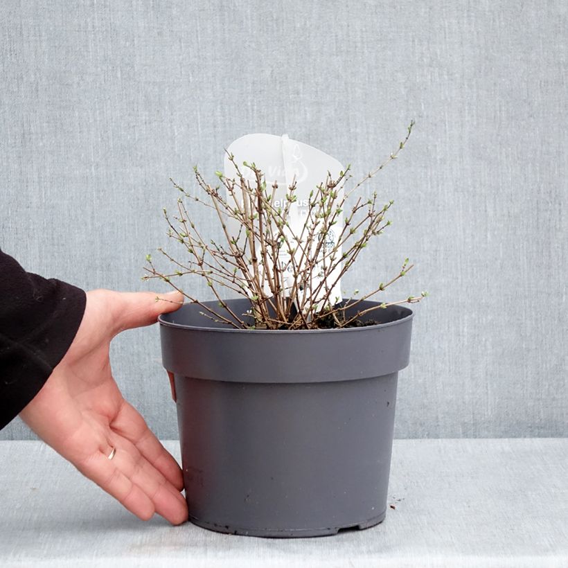 Philadelphus Petite Perfume White - Filadelfo Vaso da 3L/4L esemplare consegnato in primavera