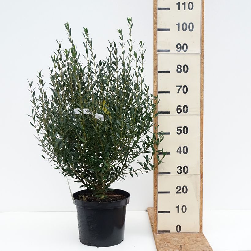 Esemplare di Phillyrea angustifolia - Ilatro sottile Vaso da 7,5L/10L come consegnato in autunno