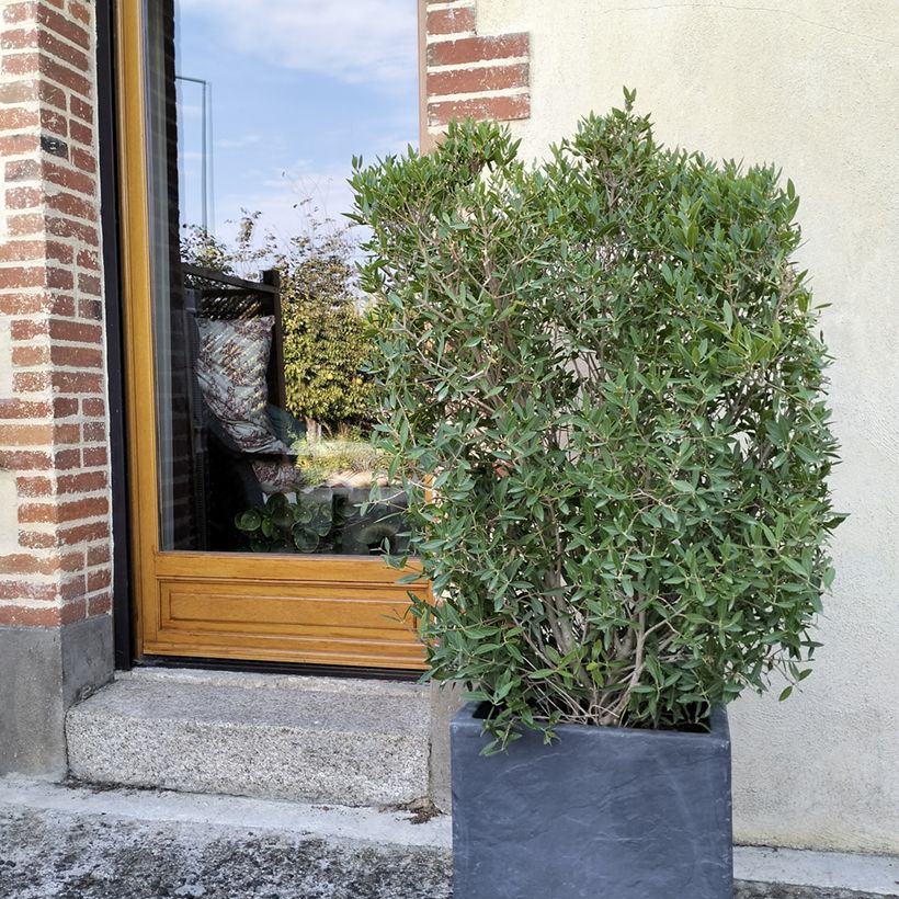 Phillyrea angustifolia GreenQuick - Ilatro sottile (Porto)