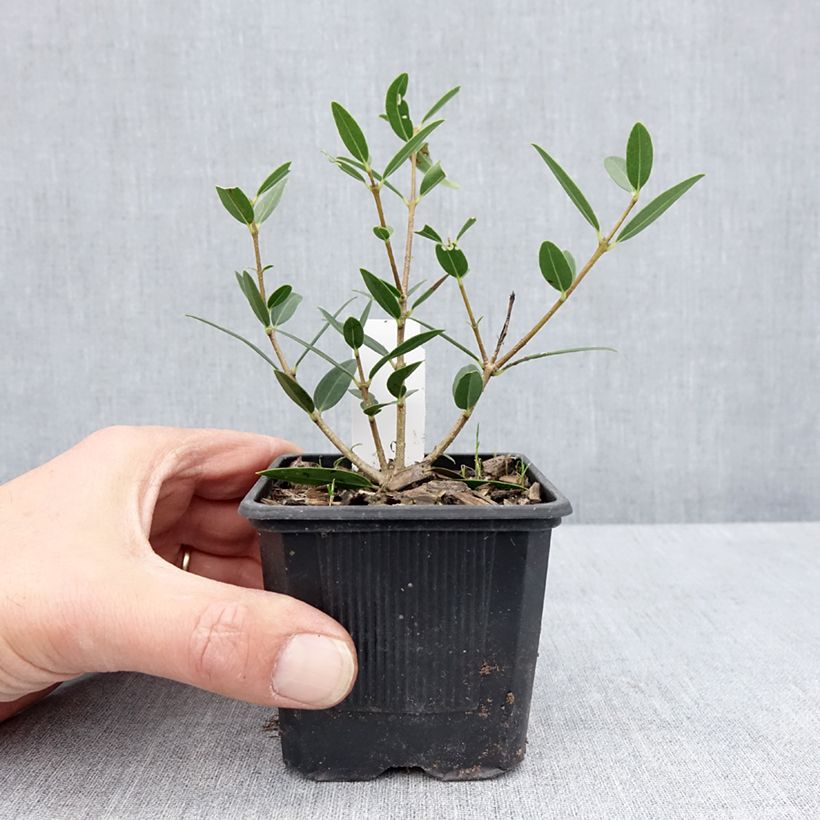 Phillyrea angustifolia Green Up - Ilatro sottile Vasetto da 8/9 cm esemplare consegnato in primavera