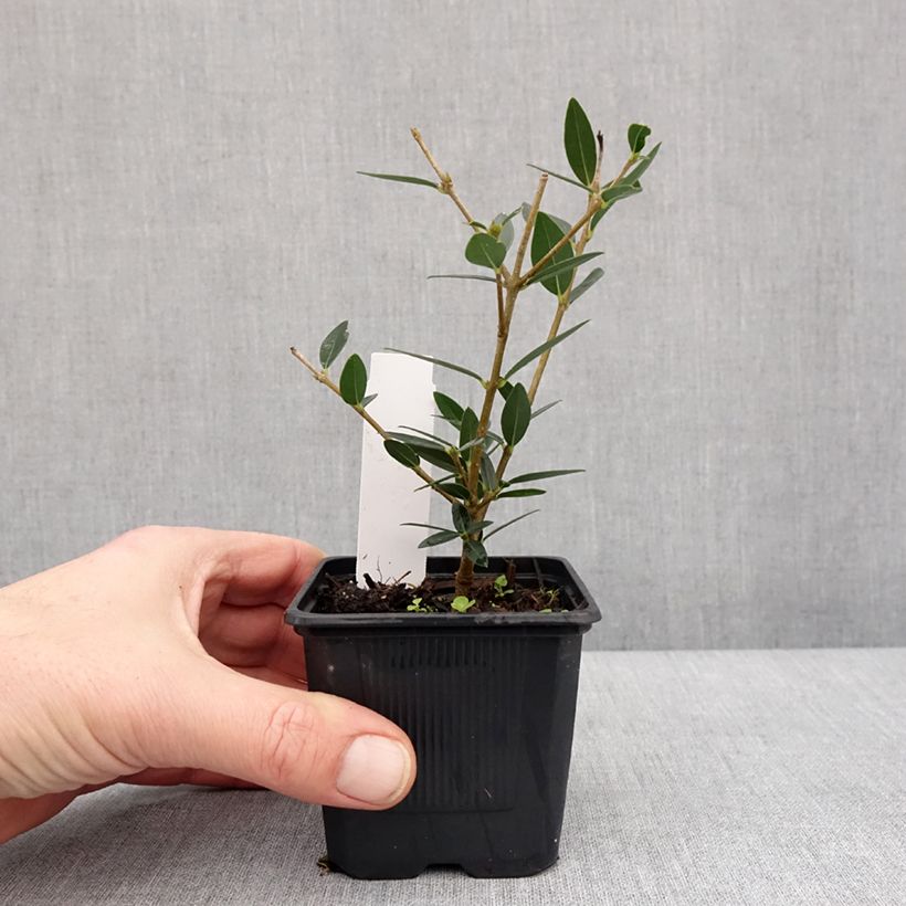 Phillyrea angustifolia GreenQuick - Filaire à feuilles étroites Godet de 8/9 cm esemplare consegnato in inverno