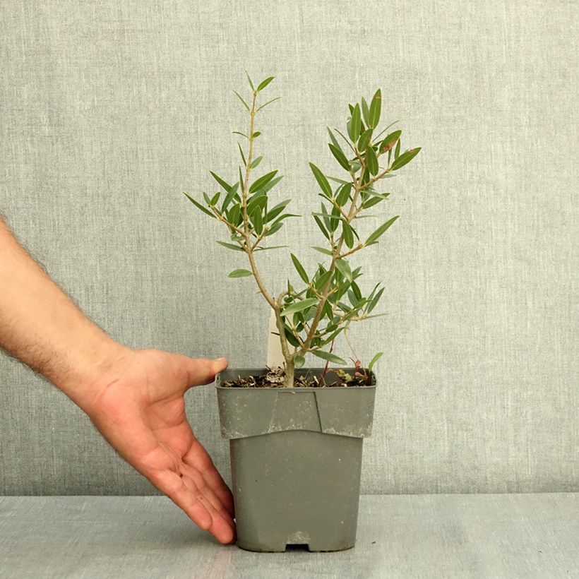 Esemplare di Phillyrea angustifolia GreenQuick - Ilatro sottile Vaso da 2L/3L consegnato in estate