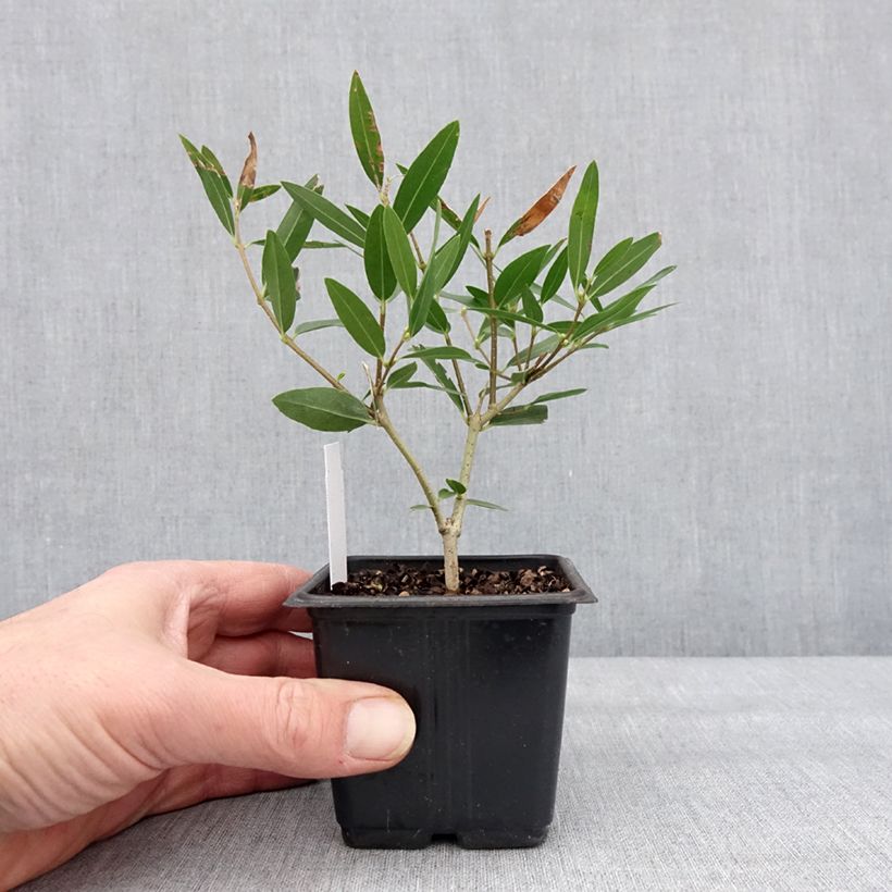 Phillyrea angustifolia Rosmarinifolia - Filaire à feuilles étroites Godet de 8/9 cm esemplare consegnato in inverno