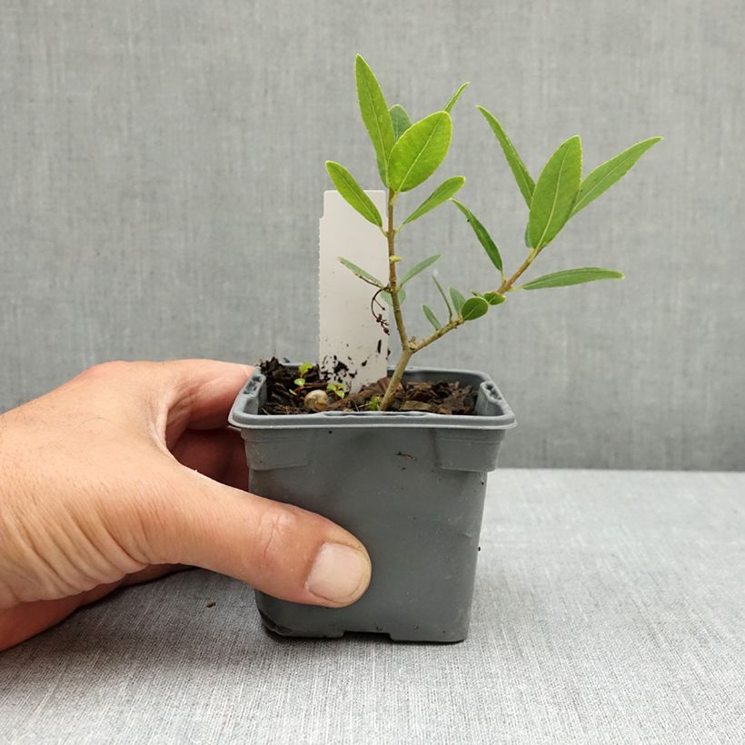 Phillyrea latifolia - Ilatro comune Vasetto da 8/9 cm esemplare consegnato in primavera