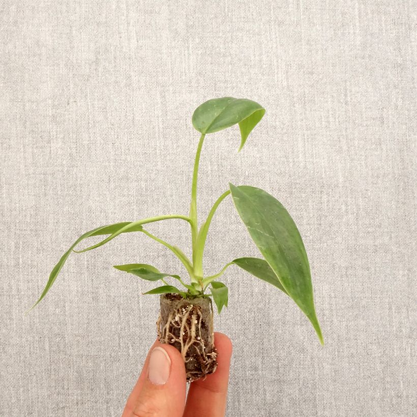 Filodendro - Philodendron 69686 mini-pianta esemplare consegnato in primavera