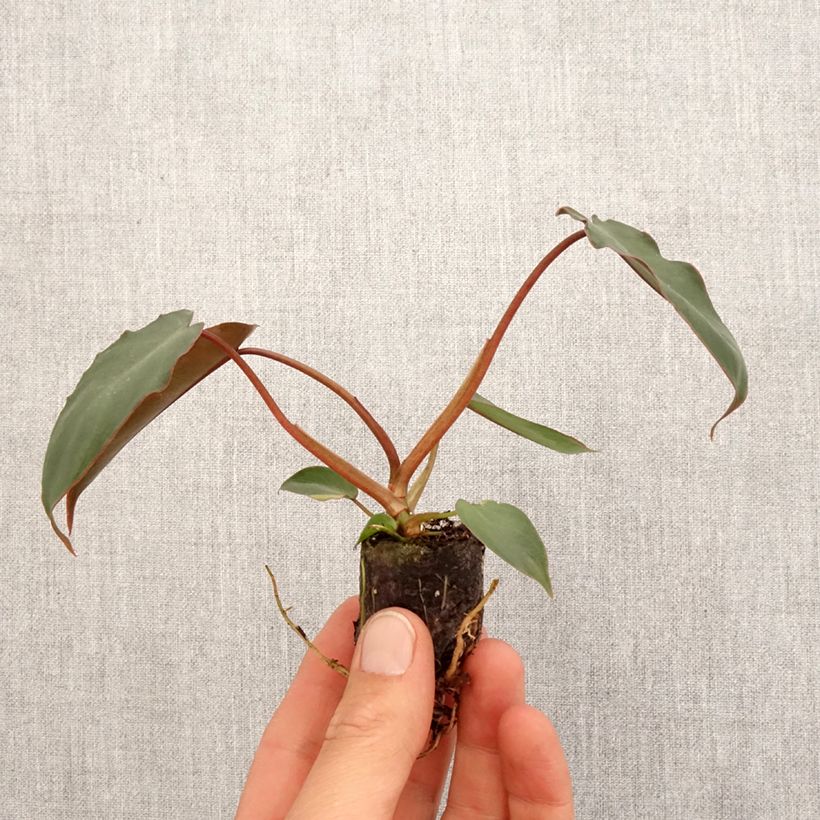 Filodendro - Philodendron billietiae x atabapoense mini-pianta esemplare consegnato in primavera