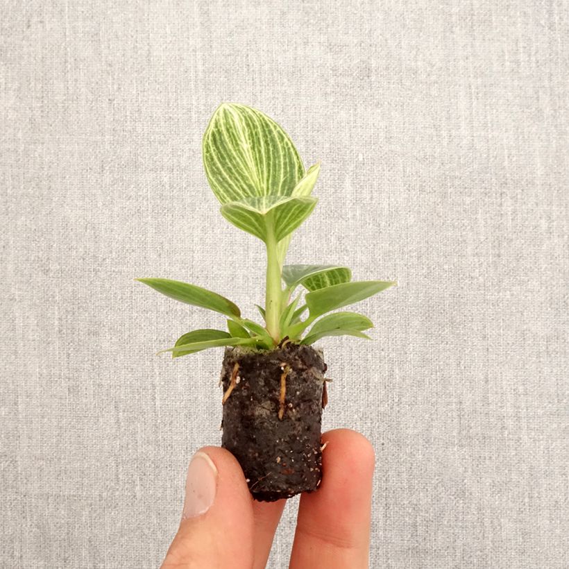 Filodendro - Philodendron Birkin Ribbon mini-pianta esemplare consegnato in primavera