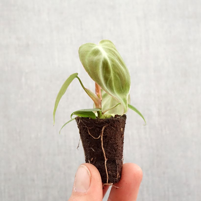 Filodendro - Philodendron El Choco Red mini-pianta esemplare consegnato in primavera