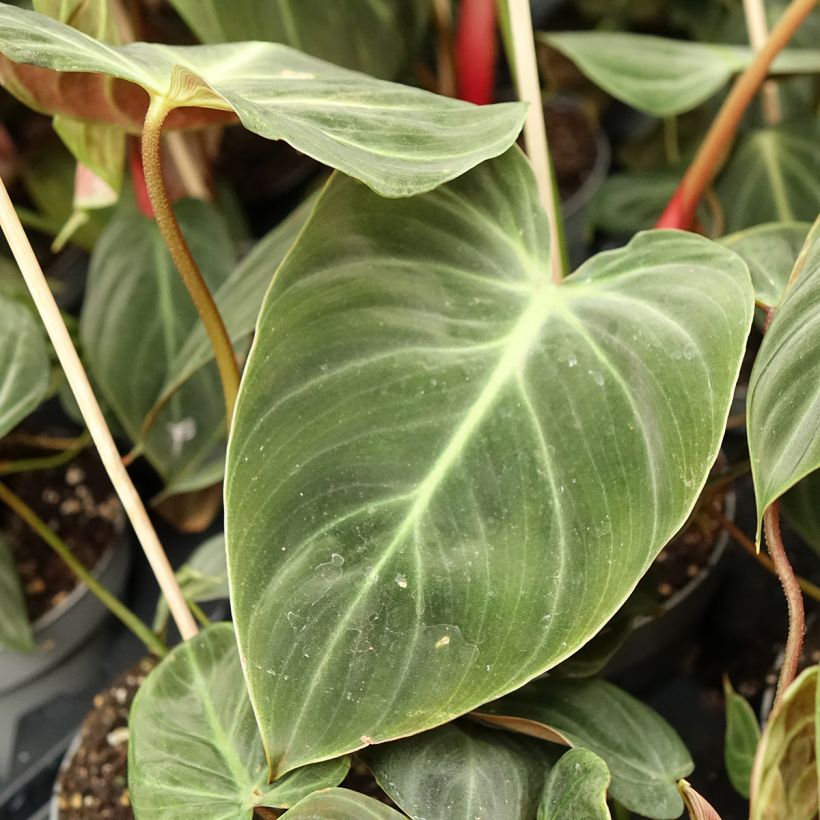 Filodendro - Philodendron El Choco Red (Fogliame)