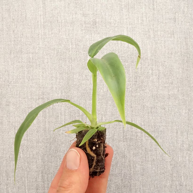 Example of Filodendro - Philodendron elegans mini-pianta as you get in printemps