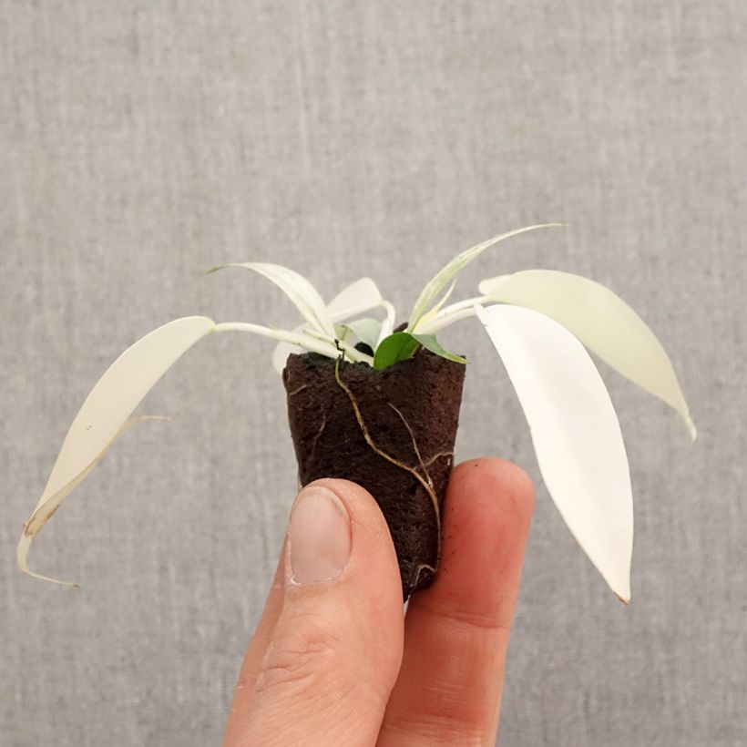 Example of Filodendro - Philodendron Florida Ghost mini-pianta as you get in printemps