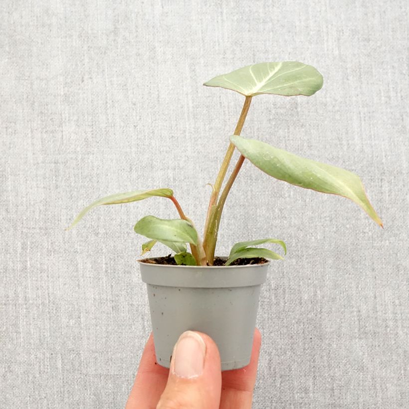 Filodendro - Philodendron gloriosum mini-pianta esemplare consegnato in primavera