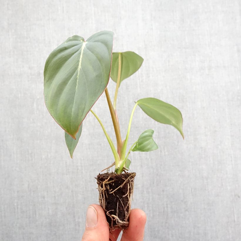Filodendro - Philodendron gloriosum mini-pianta esemplare consegnato in primavera