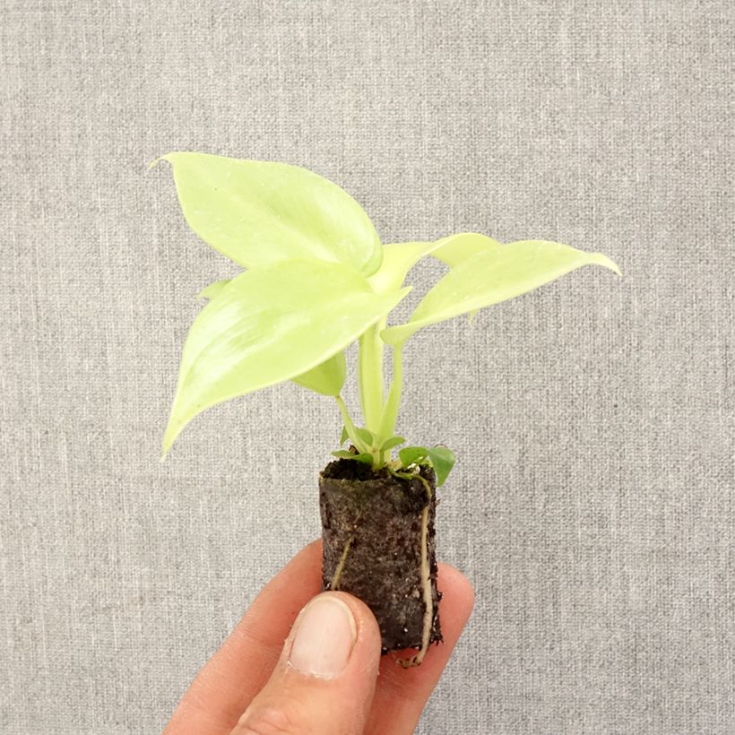 Filodendro - Philodendron Golden Violin mini-pianta esemplare consegnato in primavera