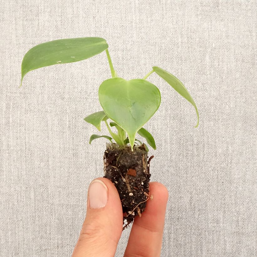 Example of Filodendro - Philodendron grazielae mini-pianta as you get in printemps