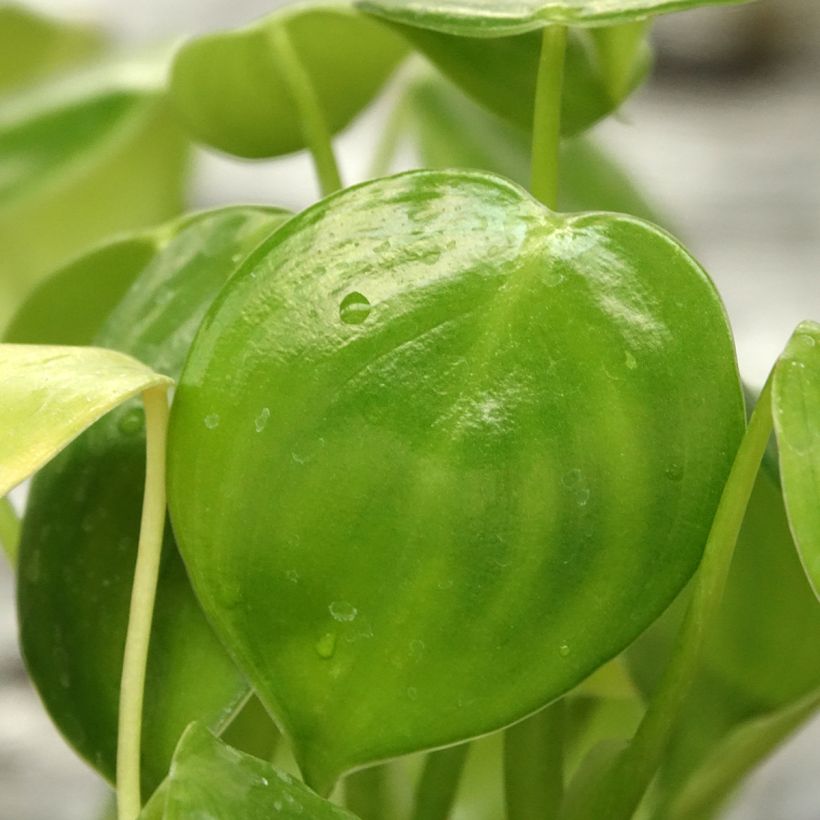 Filodendro - Philodendron grazielae (Fogliame)