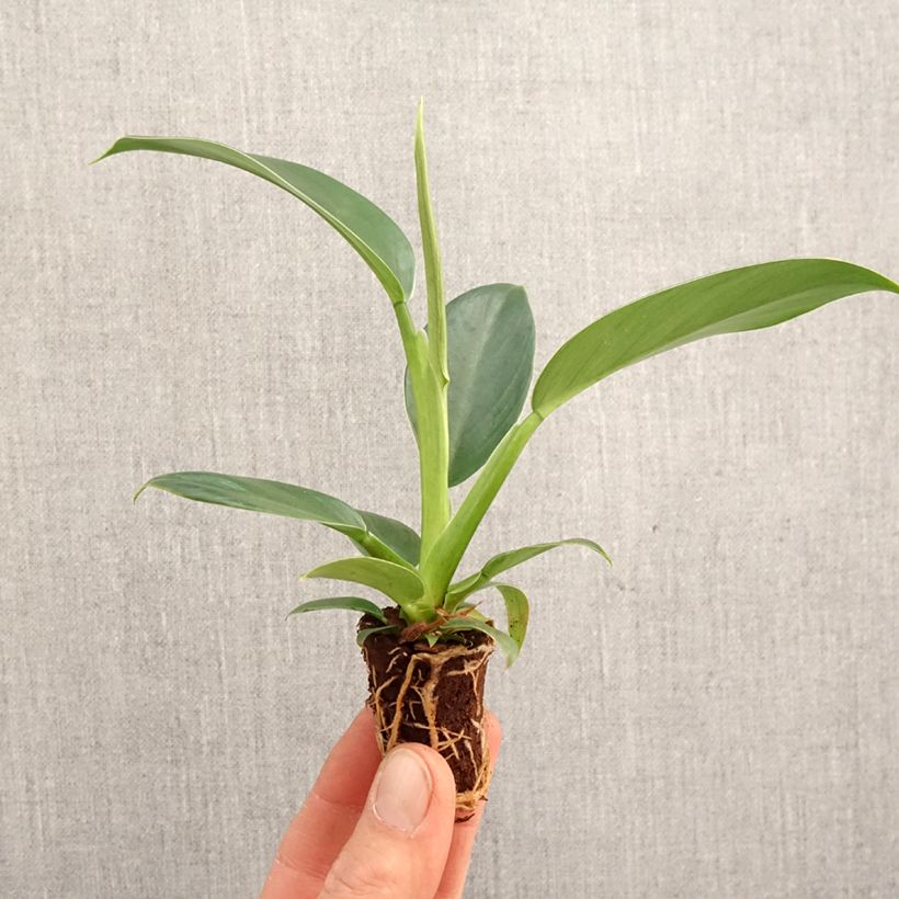 Example of Filodendro - Philodendron Imperial Green mini-pianta as you get in printemps