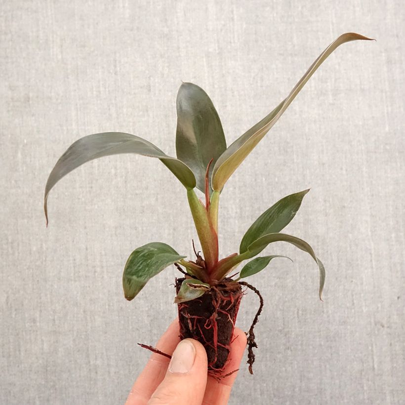 Example of Filodendro - Philodendron Imperial Red mini-pianta as you get in printemps